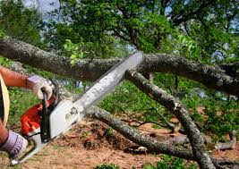 How Our Tree Care Process Works  in Little River Academy, TX