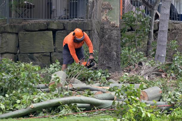 Professional Tree Services in Little River Academy, TX